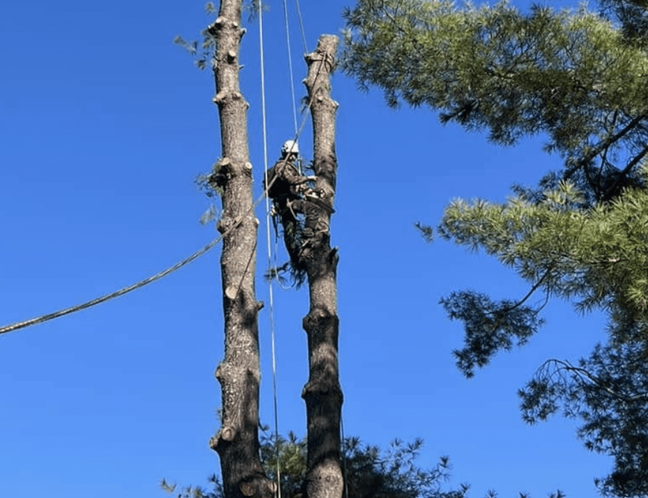 Tree Service An arborist in safety gear uses ropes to climb and cut tall, mostly branchless tree trunks against a clear blue sky, providing expert tree care as green foliage is visible on the right. Middle Tennesseer